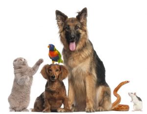 dogs posing for picture and cat playing with a bird on top of the smaller dog's head