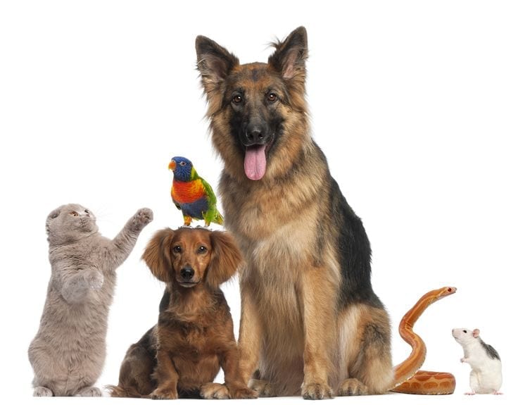 Making Sure Your Furry Friend is Taken Care Of – Benefits of a Pet Trust