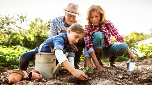 Senior couple with grandaughter gardening in the backyard garden Happy healthy senior couple with their grandaughter planting a seedling on allotment. Man, woman and a small girl gardening.
